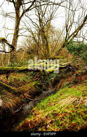 Ein Stream im Tipi Valley eine Öko-Community in der Nähe von Talley in Wales. Stockfoto