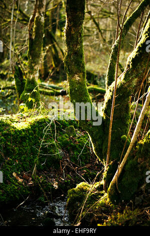 Ein Stream im Tipi Valley eine Öko-Community in der Nähe von Talley in Wales. Stockfoto