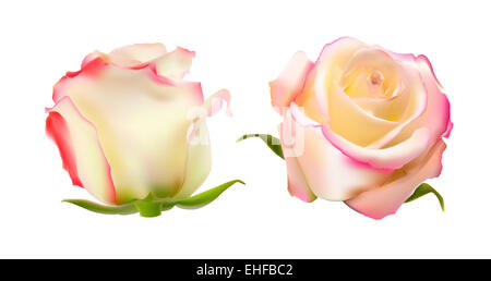 Realistische Rose High Qualität Vektor-Illustration Stockfoto