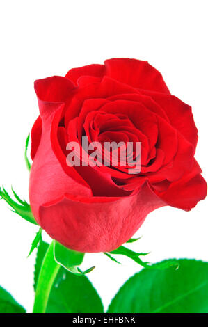Nahaufnahme von einer schönen roten Rose auf weißem Hintergrund Stockfoto