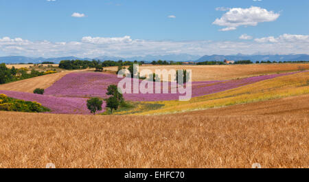 Weizen und Lavendel-Feld in der Provence, Frankreich Stockfoto
