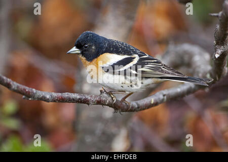 Bergfink Fringilla montifringilla Stockfoto