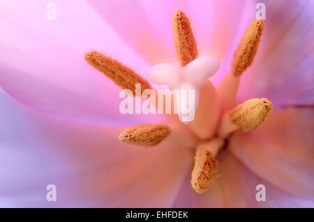 Tulpe-Staubbeutel, Filamente und Stigma Makro, close-up mit blau und rosa farbenfrohe Blüten. Stockfoto