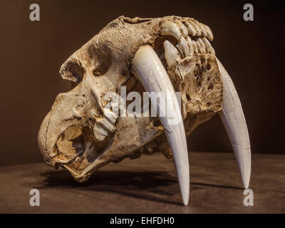 Saber Tooth Tiger Schädel, mit langen, weißen Vorderzähne. Stockfoto