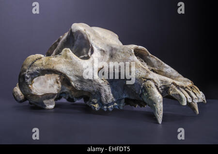 Prähistorische Höhle schwarze Bär Schädel, Oberkiefer. Stockfoto