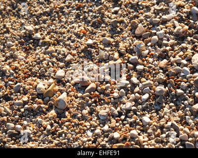 Meer-Sand Textur gemacht von Shell und Stein Stücke. Nahtlose Textur Stockfoto