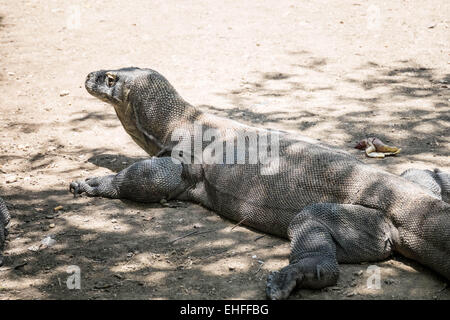 Komodo-Waran auf dem Boden liegend, Rinca, Indonesien Stockfoto