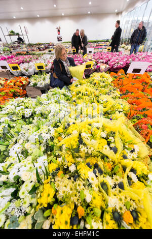 Bedfordshire, UK. 13. März 2015. Eine Masse von bunten Blumen sind im Verkauf bei Savin Blume Großhändler in der Nähe von Sandy, Bedfordshire in Bereitschaft zum Muttertag ist am Sonntag, 15. März.  Temperaturgeregelte Lagerraum enthält Tausende von Blumen und Blumensträuße für die Verteilung an lokalen Floristen und Einzelhändler in Bereitschaft für den erwarteten Ansturm auf Blumen wie an diesem Wochenende präsentiert zu kaufen. Bildnachweis: Julian Eales/Alamy Live-Nachrichten Stockfoto