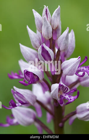 Helm wilde Orchidee Orchis militaris Stockfoto