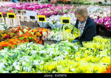 Bedfordshire, UK. 13. März 2015. Eine Masse von bunten Blumen sind im Verkauf bei Savin Blume Großhändler in der Nähe von Sandy, Bedfordshire in Bereitschaft zum Muttertag ist am Sonntag, 15. März.  Temperaturgeregelte Lagerraum enthält Tausende von Blumen und Blumensträuße für die Verteilung an lokalen Floristen und Einzelhändler in Bereitschaft für den erwarteten Ansturm auf Blumen wie an diesem Wochenende präsentiert zu kaufen. Bildnachweis: Julian Eales/Alamy Live-Nachrichten Stockfoto