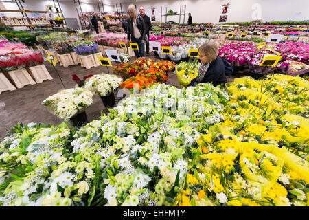 Bedfordshire, UK. 13. März 2015. Eine Masse von bunten Blumen sind im Verkauf bei Savin Blume Großhändler in der Nähe von Sandy, Bedfordshire in Bereitschaft zum Muttertag ist am Sonntag, 15. März.  Temperaturgeregelte Lagerraum enthält Tausende von Blumen und Blumensträuße für die Verteilung an lokalen Floristen und Einzelhändler in Bereitschaft für den erwarteten Ansturm auf Blumen wie an diesem Wochenende präsentiert zu kaufen. Bildnachweis: Julian Eales/Alamy Live-Nachrichten Stockfoto