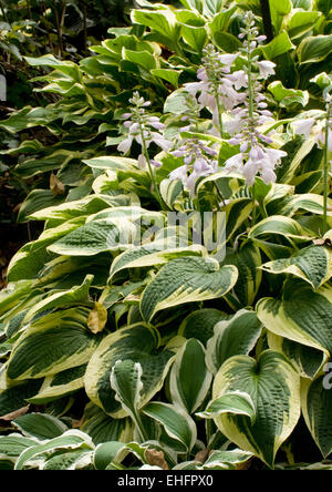 Hosta CRUSADER Stockfoto