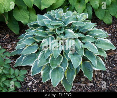 Hosta ersten FROST Stockfoto
