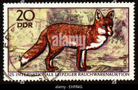 DDR - CIRCA 1970: Briefmarke gedruckt in DDR (Ostdeutschland) zeigt Red fox Stockfoto