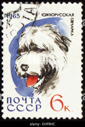 UdSSR - ca. 1965: Briefmarke gedruckt in USSR zeigt South russischen Schäferhund Stockfoto