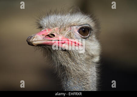 Porträt von einem größeren Rhea - Rhea americana Stockfoto