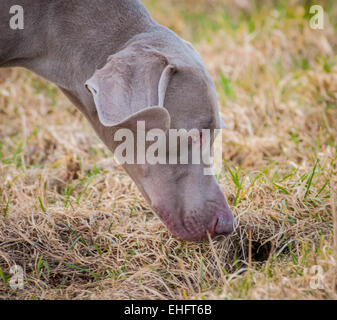 Ein Weimaraner-Hund, die eine funktionierende Jagdhund Rasse als auch ein guter Familienhund, aus Deutschland ist Stockfoto