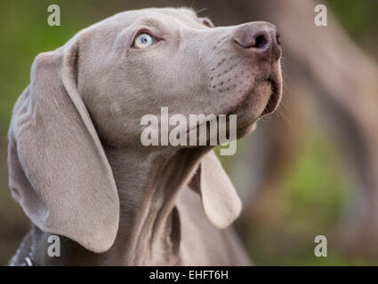 12 Wochen alten Weimaraner Welpe auf einer geht seine erste Stockfoto