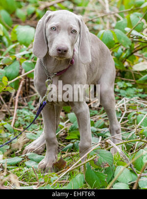 12 Wochen alten Weimaraner Welpe auf einer geht seine erste Stockfoto