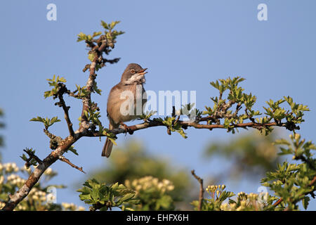 Gemeinsamen Whitethroat Sylvia Communis, Männlich, singen auf Frühling Territorium Stockfoto