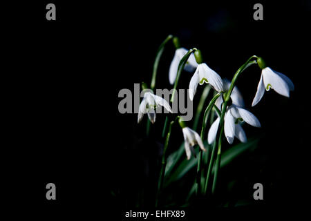 Schneeglöckchen schwarzen Hintergrund Stockfoto