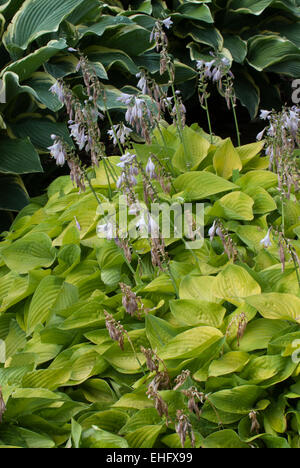 Hosta Gold Edger Stockfoto