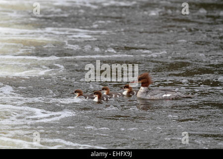 Gänsesäger (gemeinsame Prototyp), Mergus Prototyp, erwachsenes Weibchen mit Brut von vier Stockfoto