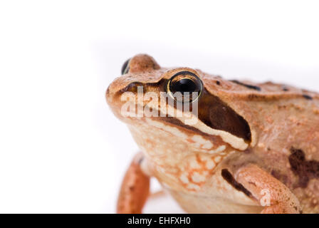 Rana Arvalis. Frosch auf weißem Hintergrund anlegen. Stockfoto