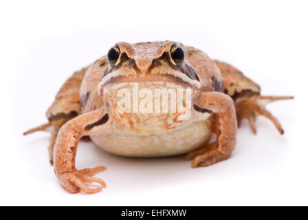 Rana Arvalis. Frosch auf weißem Hintergrund anlegen. Stockfoto