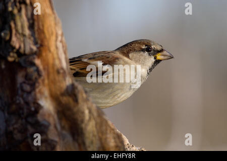 Gassenhaus Spatz Stockfoto
