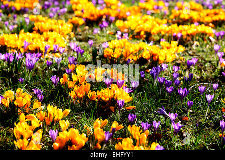 Gelb und lila Krokus Feld Jane Ann Butler Fotografie JABP690 Stockfoto