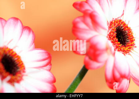 Frisches und reines zeitgemäßes Bild des roten gekippt Gerbera Jane Ann Butler Fotografie JABP657 Stockfoto