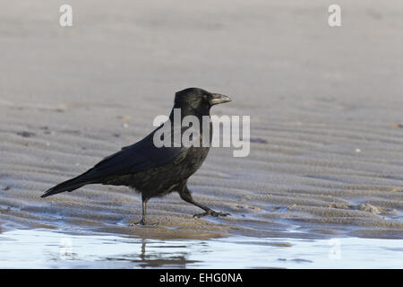 Kolkrabe (Corvus Corax) Stockfoto