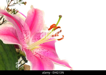 Eine rosa Lilie Blume in Nahaufnahme auf den Antheren auf einem weißen hinter konzentriert. UK Stockfoto