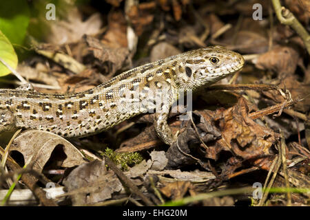 Lacerta Agilis, Sand Lizard Stockfoto