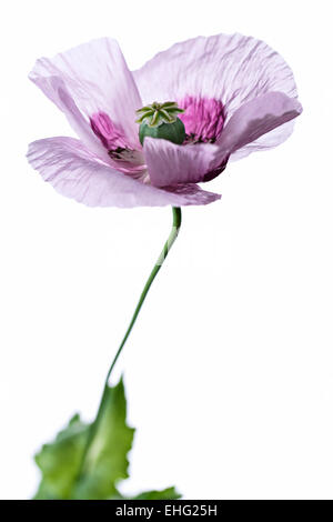 Papaver X somniferum-Opium Poppy Flower Head auf weißem Hintergrund Stockfoto