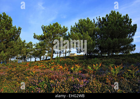 Blühende Heide, Cap Erquy, Bretagne, Frankreich Stockfoto