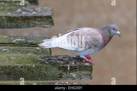 Wilde Taube (Columba Livia Domestica). AKA Stadt Pigeon, Stadt Pigeon, Haustaube, Stadt Taube Straße Taube. Gemeinsamen Taube. Stockfoto