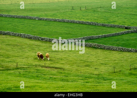 Kühe auf der Weide mit Steinmauer. Irland Stockfoto