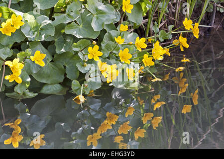 Caltha Palustris, Sumpfdotterblumen, Marsh Marigold Stockfoto