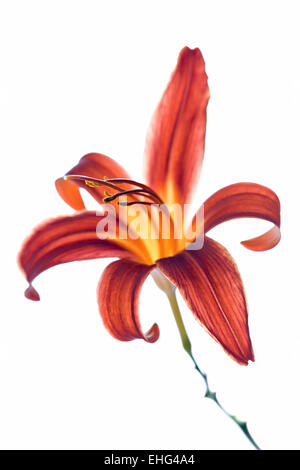 Hemerocallis - Taglilie-Blüte auf weißem Hintergrund Stockfoto
