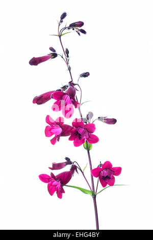 Penstemon "Granat" - Beard-tongue auf weißem Hintergrund Stockfoto