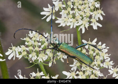 Aromia Moschata, Moschus-Käfer Stockfoto