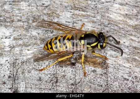 Vespula Germanica, deutsche Wespe Stockfoto