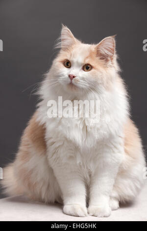 Katze auf einem grauen Hintergrund Stockfoto