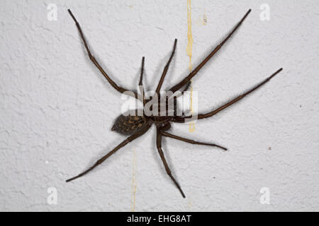 Tegenaria Atrica, Haus Spinne Stockfoto