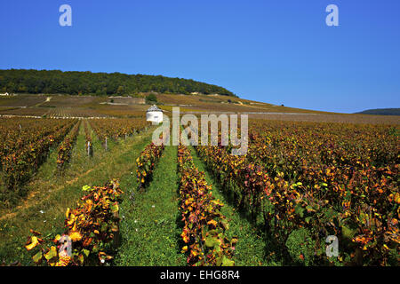 Weinberge in der Nähe von Savigny-Les-Beaune, Burgund Stockfoto