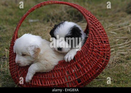 Welpen (Border Collies) Stockfoto