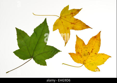 Amerikanisches Sweetgum / Redgum (Liquidambar Styraciflua) Nahaufnahme der Blätter im Herbst Farben, ursprünglich aus den USA, weißen Hintergrund Stockfoto