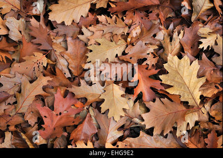 Roteiche / Meister Eiche (Quercus Rubra / Quercus Borealis) Blätter im Herbst auf den Waldboden gefallen Stockfoto